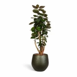 Polyscias Fabian - Aralia Fabian 22 Polyscias Fabian - Aralia Fabian -PlantVibe Shop Polyscias Fabian Aralia Fabian 24x80cm Noor Plant Pot Velvet Green 33x30cm