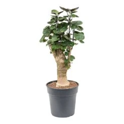 Polyscias Fabian - Aralia Fabian 27 Polyscias Fabian - Aralia Fabian -PlantVibe Shop Polyscias Fabian Aralia Fabian 25cm