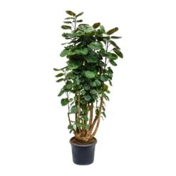 Polyscias Fabian - Aralia Fabian 28 Polyscias Fabian - Aralia Fabian -PlantVibe Shop Polyscias Fabian Aralia Fabian 29x115cm