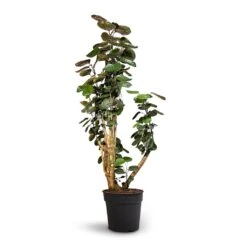 Polyscias Fabian - Aralia Fabian 21 Polyscias Fabian - Aralia Fabian -PlantVibe Shop Polyscias Fabian Aralia Fabian 30x140cm