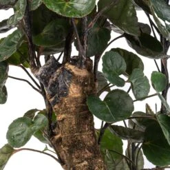 Polyscias Fabian - Aralia Fabian 18 Polyscias Fabian - Aralia Fabian -PlantVibe Shop Polyscias Fabian Aralia Fabian SWATCH