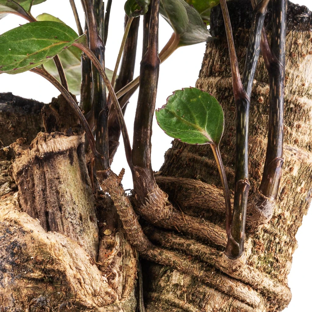 Polyscias Fabian - Aralia Fabian 2 Polyscias Fabian - Aralia Fabian - Image 2