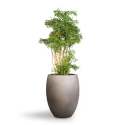 Grigio Tall Balloon Planter - Natural Concrete 6 Grigio Tall Balloon Planter - Natural Concrete -PlantVibe Shop Polyscias Ming Aralia Ming 24x80cm Grigio Tall Balloon Planter Natural Concrete 40x50cm 1 c61e6f54 217e 409c a403 f5ac0358c30e