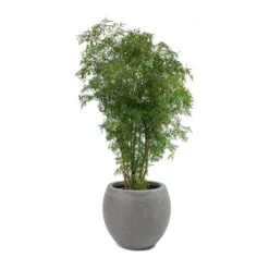 Abby Ball Plant Pot - Ridged Dark Grey -PlantVibe Shop Polyscias Ming Aralia Ming Abby Plant Pot bb1d37f9 0bc3 42e1 a22b 28e1495cd3aa