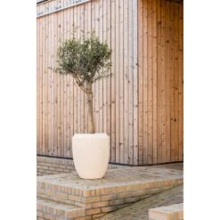 Polystone Coated Plain Coppa Planter - Natural 9 Polystone Coated Plain Coppa Planter - Natural -PlantVibe Shop Polystone Coated Plain Coppa Planter Natural Lifestyle