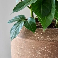 Polystone Coated Plain Coppa Planter - Rock -PlantVibe Shop Polystone Coated Plain Coppa Planter Rock 4