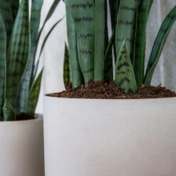 Puk Refined Planter - Natural White -PlantVibe Shop Puk Refined Planter Natural White Lifestyle 002
