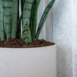 Puk Refined Planter - Natural White -PlantVibe Shop Puk Refined Planter Natural White Lifestyle 003