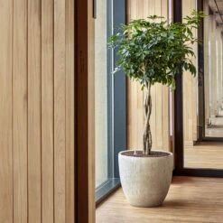 Raindrop Egg Planter - Stone -PlantVibe Shop Raindrop Couple Stone