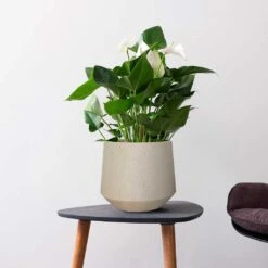 Raindrop Tube Round Planter - Stone -PlantVibe Shop Raindrop Tube Round Planter Stone Indoor Plant