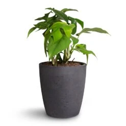 Gerben Plant Pot - Black Washed 18 Gerben Plant Pot - Black Washed -PlantVibe Shop Rhaphidophora tetrasperma Monstera minima 12x25cm Gerben Plant Pot Black Washed 15x16cm 736e19be d79b 48b4 81f3 df461d50577d