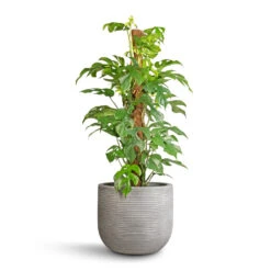 Cody Plant Pot - Ridged Cement -PlantVibe Shop Rhaphidophora tetrasperma Monstera minima Moss Pole 19x80cm Cody Plant Pot Ridged Cement 28x25cm 56836538 1827 4dcf 845f 22759ff73069