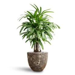 Lava Couple Relic Planter - Black 19 Lava Couple Relic Planter - Black -PlantVibe Shop Rhapis excelsa Lady Palm Hydroculture Lava Couple Relic Planter Rust f0d464ad e16e 49fb b48e 3cfe3e32cfe2