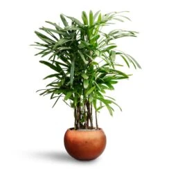 Metallic Globe Plant Pot - Matt Copper 11 Metallic Globe Plant Pot - Matt Copper -PlantVibe Shop Rhapis excelsa Lady Palm Hydroculture Metallic Couple Plant Pot Matt Copper 4619822e 8250 4748 84df 0e30911df43a