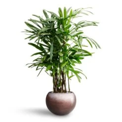 Metallic Globe Plant Pot - Matt Coffee 17 Metallic Globe Plant Pot - Matt Coffee -PlantVibe Shop Rhapis excelsa Lady Palm Hydroculture Metallic Globe Plant Pot Matt Coffee 1ab5e1bf 885e 4193 82b9 0d7312e9924d
