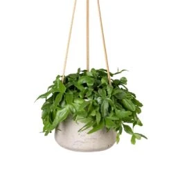 Rhipsalis Crispata - Mistletoe Cactus -PlantVibe Shop Rhipsalis crispata Mistletoe Cactus 14x40cm Patt Hanging Plant Pot Grey Washed 20x17cm