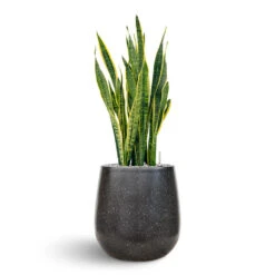 Terrazzo Balloon Planter - Black -PlantVibe Shop Sanseveria Terrazo Balloon Black