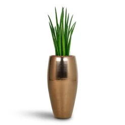 Sansevieria Cylindrica Spikes - HydroCare -PlantVibe Shop Sansevieria Cylindrica Spikes Hydroculture Amora Duo Planter Gold