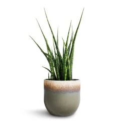 Sansevieria Fernwood Mikado - Snake Plant 11 Sansevieria Fernwood Mikado - Snake Plant -PlantVibe Shop Sansevieria Fernwood Mikado Snake Plant 12x40cm Tarra Plant Pot Forest 15x13cm