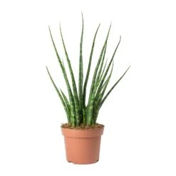 Sansevieria Fernwood Mikado - Snake Plant 10 Sansevieria Fernwood Mikado - Snake Plant -PlantVibe Shop Sansevieria Fernwood Mikado Snake Plant