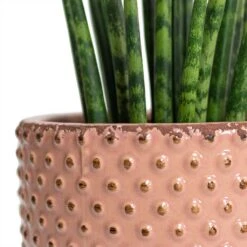Sansevieria Fernwood Mikado - Snake Plant 14 Sansevieria Fernwood Mikado - Snake Plant -PlantVibe Shop Sansevieria Fernwood Mikado Snake Plant Bolino Plant Pot Pale Rose Close Up 5c06459b ff1f 4714 aa38 091207914c4b