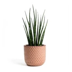 Sansevieria Fernwood Mikado - Snake Plant 13 Sansevieria Fernwood Mikado - Snake Plant -PlantVibe Shop Sansevieria Fernwood Mikado Snake Plant Bolino Plant Pot Pale Rose 5b19f086 d7b8 4ca5 ad1c 1264cbd55637