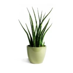 Sansevieria Fernwood Mikado - Snake Plant 12 Sansevieria Fernwood Mikado - Snake Plant -PlantVibe Shop Sansevieria Fernwood Mikado Snake Plant Sven Plant Pot Mint final 7f04ef57 71cc 48af b69d a65acf90e70d