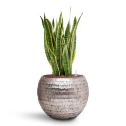 Opus Hammered Globe Planter - Silver -PlantVibe Shop Sansevieria Laurentii HydroCare Opus Hammered Globe Planter Silver e369fa0b 90d4 47db 89c1 f06a4770f5a1