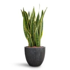 Raindrop Egg Planter - Anthracite -PlantVibe Shop Sansevieria Laurentii HydroCare Raindrop Couple Planter Anthracite