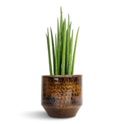 Sansevieria Bacularis Mikado - Snake Plant -PlantVibe Shop Sansevieria bacularis Mikado Snake Plant 12x40cm Sanna Plant Pot Savanna 15x13cm