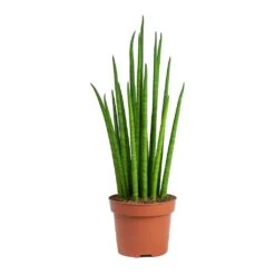 Sansevieria Bacularis Mikado - Snake Plant -PlantVibe Shop Sansevieria bacularis Mikado Snake Plant