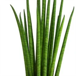 Front Page -PlantVibe Shop Sansevieria bacularis Mikado Snake Plant Stems