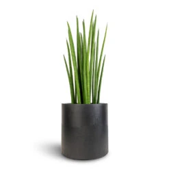 Puk Natural Planter - Matt Black 9 Puk Natural Planter - Matt Black -PlantVibe Shop Sansevieria cylindrica Spikes Cylindrical Snake Plant 19x70cm Puk Natural Planter Matt Black 25x25cm