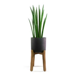 Charlie Plant Pot - Tall Stand - Black Washed -PlantVibe Shop Sansevieria cylindrica Spikes Cylindrical Snake Plant Charlie Plant Pot Tall Stand Black Washed