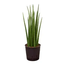 Sansevieria Cylindrica Spikes - HydroCare -PlantVibe Shop Sansevieria cylindrica Spikes Hydroculture 13 12x30cm