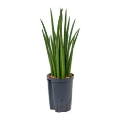 Sansevieria Cylindrica Spikes - HydroCare -PlantVibe Shop Sansevieria cylindrica Spikes Hydroculture 15 19x50cm