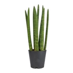 Sansevieria Cylindrica Straight - Cylindrical Snake Plant 17 Sansevieria Cylindrica Straight - Cylindrical Snake Plant -PlantVibe Shop Sansevieria cylindrica Straight Cylindrical Snake Plant 12x40cm