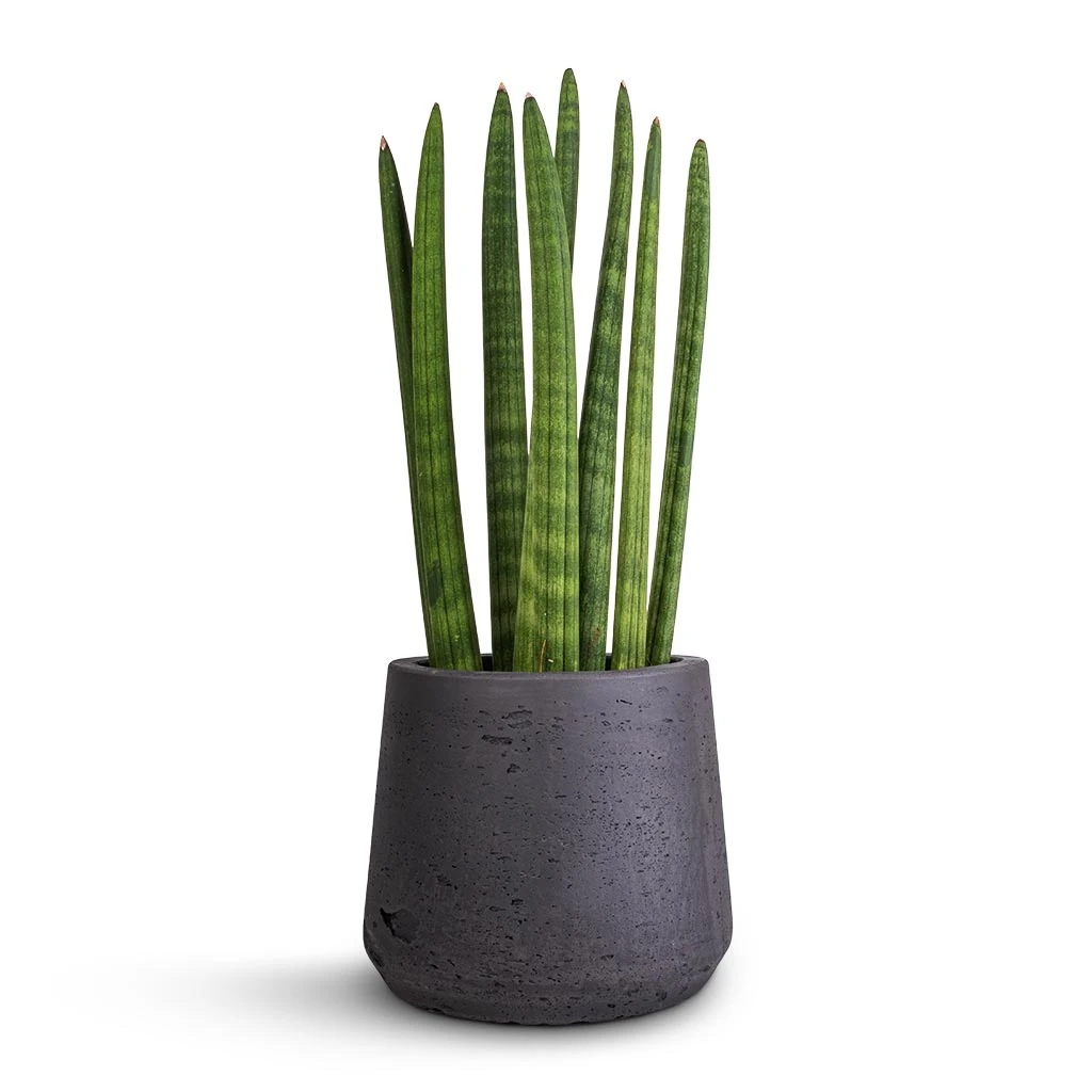 Sansevieria Cylindrica Straight - Cylindrical Snake Plant 5 Sansevieria Cylindrica Straight - Cylindrical Snake Plant - Image 5