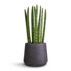 Patt Plant Pot - Black Washed 21 Patt Plant Pot - Black Washed -PlantVibe Shop Sansevieria cylindrica Straight Cylindrical Snake Plant 12x40cm Patt Plant Pot Black Washed 17x14cm f77f2daa 2f65 47f4 b1e2 06d2ec8b50f4