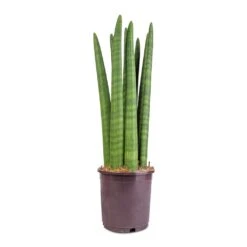 Sansevieria Cylindrica Straight - Cylindrical Snake Plant 19 Sansevieria Cylindrica Straight - Cylindrical Snake Plant -PlantVibe Shop Sansevieria cylindrica Straight Cylindrical Snake Plant 15x50cm