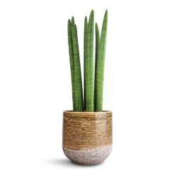 Sansevieria Cylindrica Straight - Cylindrical Snake Plant 15 Sansevieria Cylindrica Straight - Cylindrical Snake Plant -PlantVibe Shop Sansevieria cylindrica Straight Cylindrical Snake Plant 15x50cm Issa Plant Pot Ochre 18x17cm