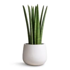 Sansevieria Cylindrica Straight - Cylindrical Snake Plant 18 Sansevieria Cylindrica Straight - Cylindrical Snake Plant -PlantVibe Shop Sansevieria cylindrica Straight Cylindrical Snake Plant 17x60cm Kevan Essentials Plant Pot Matt White 25x22cm