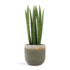 Sansevieria Cylindrica Straight - Cylindrical Snake Plant 22 Sansevieria Cylindrica Straight - Cylindrical Snake Plant -PlantVibe Shop Sansevieria cylindrica Straight Cylindrical Snake Plant 17x60cm Tarra Plant Pot Forest 23x20cm ac02b3bd 0f2f 40f8 9bd0 79b7a1a5b2e2