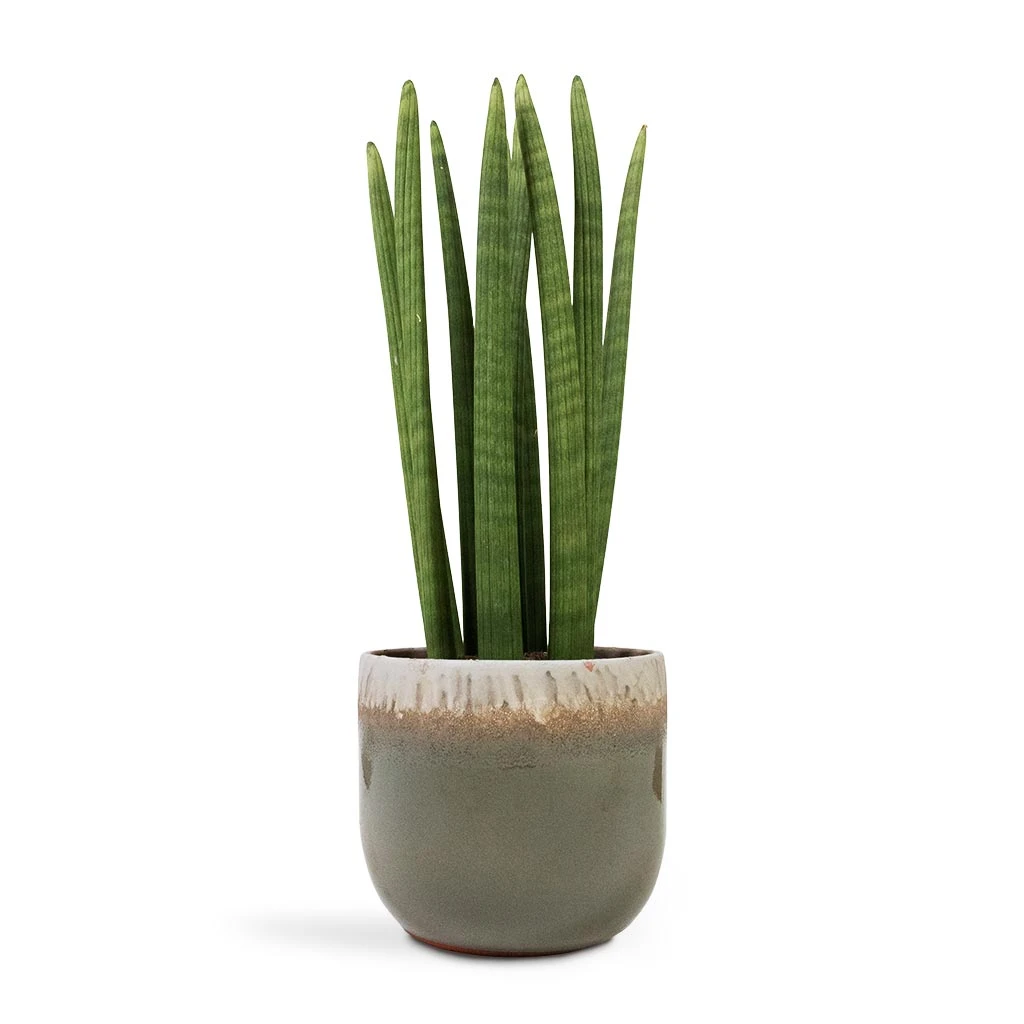 Sansevieria Cylindrica Straight - Cylindrical Snake Plant 11 Sansevieria Cylindrica Straight - Cylindrical Snake Plant - Image 11