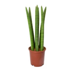 Sansevieria Cylindrica Straight - Cylindrical Snake Plant 14 Sansevieria Cylindrica Straight - Cylindrical Snake Plant -PlantVibe Shop Sansevieria cylindrica Straight Cylindrical Snake Plant 45cm