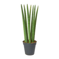 Sansevieria Cylindrica Straight - Cylindrical Snake Plant 21 Sansevieria Cylindrica Straight - Cylindrical Snake Plant -PlantVibe Shop Sansevieria cylindrica Straight Cylindrical Snake Plant 60cm