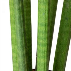 Sansevieria Cylindrica Straight - Cylindrical Snake Plant 20 Sansevieria Cylindrica Straight - Cylindrical Snake Plant -PlantVibe Shop Sansevieria cylindrica Straight Cylindrical Snake Plant Stems