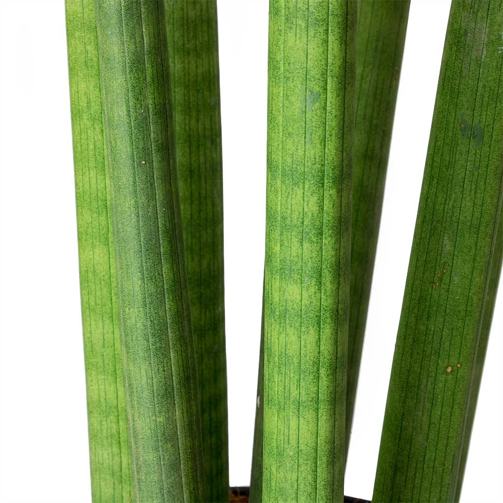 Sansevieria Cylindrica Straight - Cylindrical Snake Plant 9 Sansevieria Cylindrica Straight - Cylindrical Snake Plant - Image 9