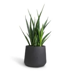 Patt Plant Pot - Black Washed 23 Patt Plant Pot - Black Washed -PlantVibe Shop Sansevieria kirkii Star Sansevieria 12x40cm Patt Plant Pot Black Washed 17x14cm 4dd848b4 30d5 434a b441 7a21bf9ccd81