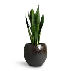 Kae Plant Pot - Mocha -PlantVibe Shop Sansevieria trifasciata Black Coral Snake Plant 17x60cm Kae Plant Pot Mocha 29x26cm d8f7a923 d1fe 4ec4 8184 b8a5ae452d81